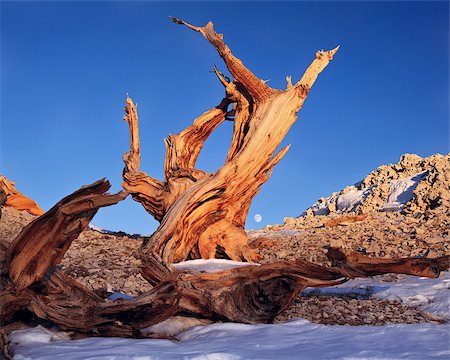 sierra - The Bristlecone Pine is the oldest living beings on earth. Some are known to be older than even the Romans. The White Mountains in California has a few groves of these pines. Foto de stock - Royalty-Free Super Valor e Assinatura, Número: 400-08861752