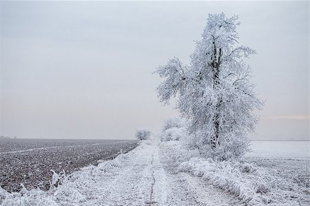Frozen tree on winter field Fotografie stock - Microstock e Abbonamento, Codice: 400-08861868