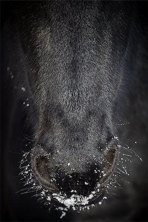 Nostrils of friesian horse in to snow close up Foto de stock - Royalty-Free Super Valor e Assinatura, Número: 400-08861871