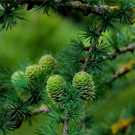 simsearch:689-03123993,k - Two Young Sprouts Green Fir Cones into Green Needles on Blurred Fir Cones and Branches background Outdoors. Focus Foreground Stock Photo - Budget Royalty-Free & Subscription, Code: 400-08861990
