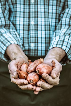 simsearch:400-08552542,k - Organic vegetables. Farmers hands with freshly harvested vegetables. Fresh organic onion Stock Photo - Budget Royalty-Free & Subscription, Code: 400-08862265