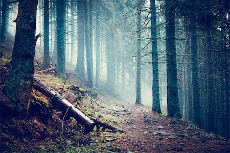 simsearch:400-08035898,k - Trail in a dark pine forest on the slopes of the mountain. Carpathians, Ukraine, Europe. Beauty world. Vintage filter Stock Photo - Budget Royalty-Free & Subscription, Code: 400-08862424
