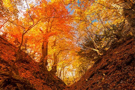 simsearch:877-08128144,k - Majestic colorful forest with sunny beams. Bright autumn leaves. Carpathians, Ukraine, Europe. Beauty world Photographie de stock - Aubaine LD & Abonnement, Code: 400-08862426