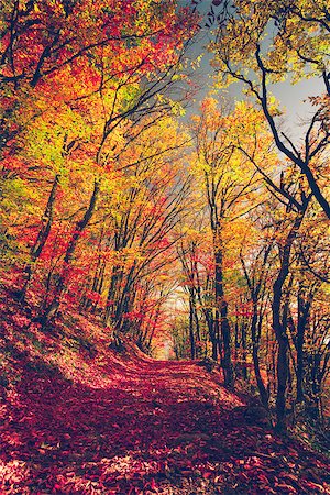 simsearch:877-08128144,k - Majestic colorful forest with sunny beams. Bright autumn leaves. Carpathians, Ukraine, Europe. Beauty world Photographie de stock - Aubaine LD & Abonnement, Code: 400-08862427