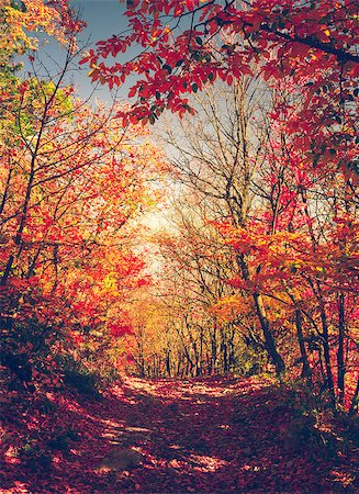 simsearch:877-08128144,k - Majestic colorful forest with sunny beams. Bright autumn leaves. Carpathians, Ukraine, Europe. Beauty world Photographie de stock - Aubaine LD & Abonnement, Code: 400-08862428