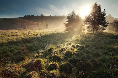 ericaceae - morning sunshine on hills at Totengrund, Germany Photographie de stock - Aubaine LD & Abonnement, Code: 400-08862654