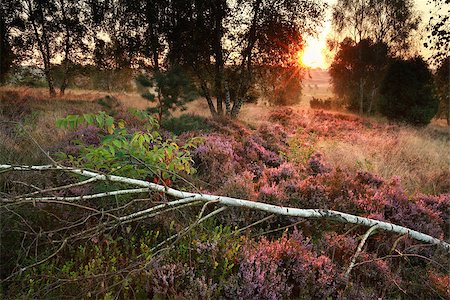 simsearch:400-08041728,k - morning sunlight over flowering heather in birch forest Stock Photo - Budget Royalty-Free & Subscription, Code: 400-08862659