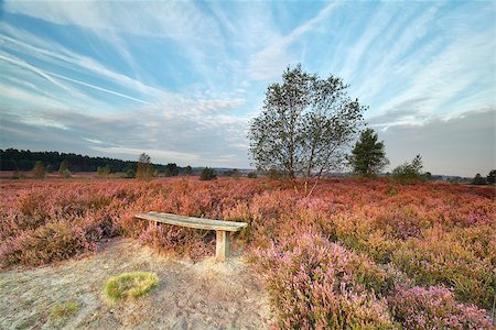 simsearch:400-08041728,k - bench among heather flowers by tree in morning Stock Photo - Budget Royalty-Free & Subscription, Code: 400-08862651