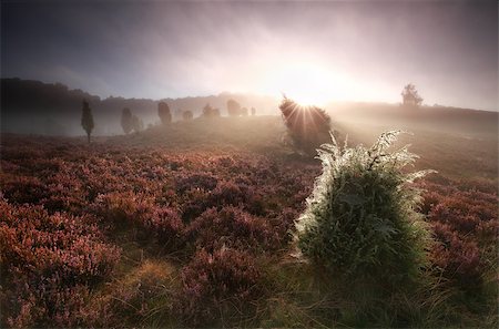 simsearch:400-08041728,k - foggy sunrise over hills with unipers and heather, Totengrund, Germany Stock Photo - Budget Royalty-Free & Subscription, Code: 400-08862653