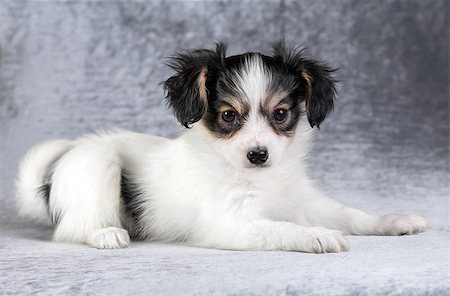 simsearch:400-08651756,k - Cute puppy of the Continental Toy spaniel on a gray background Fotografie stock - Microstock e Abbonamento, Codice: 400-08862872