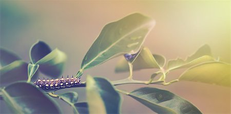 pupitre - One 1 single caterpillar crawling along a citrus branch panorama Stock Photo - Budget Royalty-Free & Subscription, Code: 400-08862943