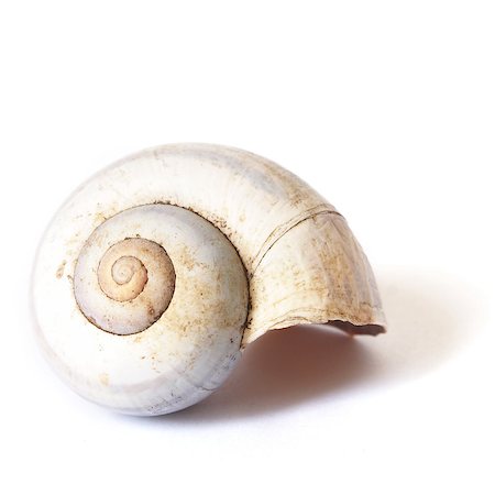 simsearch:400-07099101,k - An isolated snail shell over a white background with good detal on the natural design. Stock Photo - Budget Royalty-Free & Subscription, Code: 400-08863189