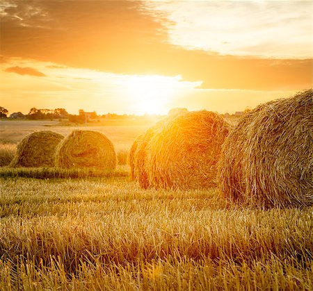 Summer Farm Field with Hay Bales on the Background of Beautiful Sunset. Agriculture Concept. Haystack Scenery. Toned and Filtered Photo with Copy Space. Stock Photo - Budget Royalty-Free & Subscription, Code: 400-08863228