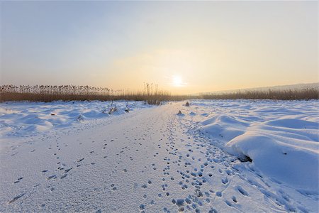 simsearch:400-07309672,k - lake in winter. Location: Comana Natural Park, Romania. Photographie de stock - Aubaine LD & Abonnement, Code: 400-08863414