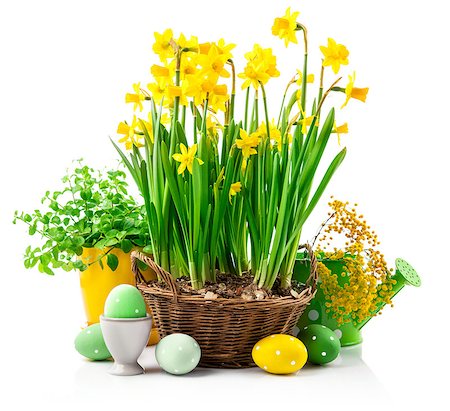 Easter still life with eggs and spring blossom yellow narcissus and branch mimosa, isolated on white background Stock Photo - Budget Royalty-Free & Subscription, Code: 400-08863467