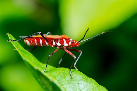 simsearch:400-08404620,k - Red Cotton Bug (Dysdercus cingulatus) Close-up on a green leaf Stock Photo - Budget Royalty-Free & Subscription, Code: 400-08863509