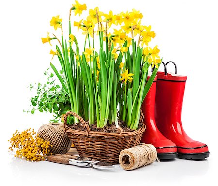 Spring flower yellow narcissus in wicker basket from garden tools and red boots gardening, isolated on white background Stock Photo - Budget Royalty-Free & Subscription, Code: 400-08863549