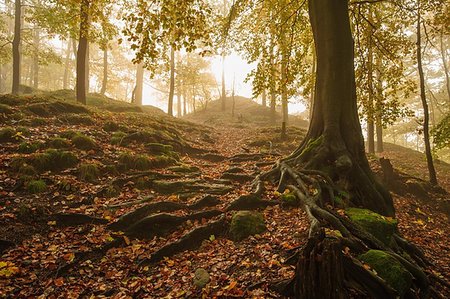 simsearch:862-06542108,k - Beautiful autumn color forest with morning fog and foliage Stock Photo - Budget Royalty-Free & Subscription, Code: 400-08863687