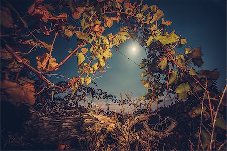 simsearch:846-05647551,k - Beautiiful vineyard landscape in the moonlight. Night time. Autumn time, ready for harvest and production of wine Stock Photo - Budget Royalty-Free & Subscription, Code: 400-08863894