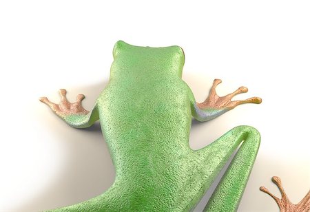 simsearch:400-07621766,k - red eyed tree frog from tropical rainforest of Costa Rica isolated on white. Beautiful green and blue treefrog is an exotic animal from the rain forest. 3d render Stockbilder - Microstock & Abonnement, Bildnummer: 400-08887911