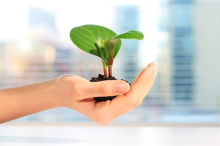 simsearch:400-04385133,k - Small plant in hand. New life concept. Stock Photo - Budget Royalty-Free & Subscription, Code: 400-08887947