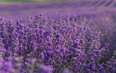 simsearch:400-06069986,k - Lavender purple flowers blooming on lavender field in the summer Stock Photo - Budget Royalty-Free & Subscription, Code: 400-08888248