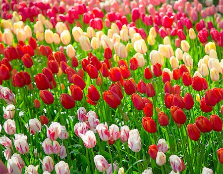 Tulip. Glade of red, pink and white fresh tulips. Colorful tulips in the Keukenhof garden, Netherlands.Tulip Flower Field. Tulip background. Beautiful bouquet of tulips. Spring landscape. Stock Photo - Budget Royalty-Free & Subscription, Code: 400-08888642