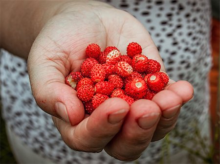 dragunov (artist) - Handful of wild strawberries just picked up from the forest meadow Stock Photo - Budget Royalty-Free & Subscription, Code: 400-08888718