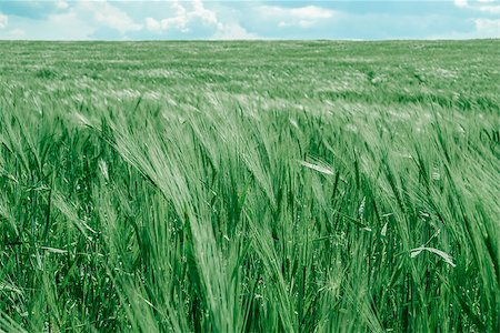 dragunov (artist) - Field of wheat on a sunny day with blue sky on the background Stock Photo - Budget Royalty-Free & Subscription, Code: 400-08888719
