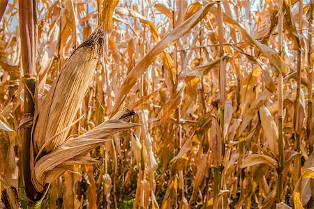 dragunov (artist) - Corn field with ripe crops ready for being harvested Stock Photo - Budget Royalty-Free & Subscription, Code: 400-08888720