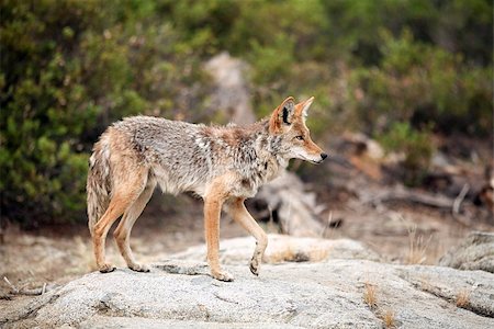 Coyote standing on a large granite boulder with one paw in the air, (Canis latrans) California, Yosemite National Park, Taken 09.13 Stock Photo - Budget Royalty-Free & Subscription, Code: 400-08888757
