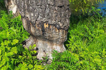 Traces of the beaver teeth on the large aspen. Pista River, Karelia, Russia. Stock Photo - Budget Royalty-Free & Subscription, Code: 400-08888765