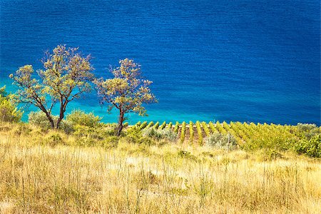 simsearch:400-08888850,k - Vineyard and beautiful coast by turquoise sea, Brac island in Dalmatia, Croatia Foto de stock - Super Valor sin royalties y Suscripción, Código: 400-08888846