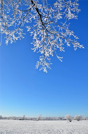 studio023 (artist) - frozen landscape frost on trees under a blue sky photo portrait Stockbilder - Microstock & Abonnement, Bildnummer: 400-08888897