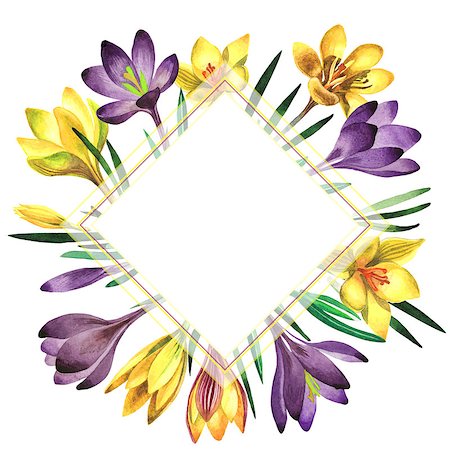 simsearch:622-02354988,k - Wildflower rose crocuses frame in a watercolor style isolated. Full name of the plant: crocuses,saffron. Aquarelle wild flower for background, texture, wrapper pattern, frame or border. Stock Photo - Budget Royalty-Free & Subscription, Code: 400-08888993