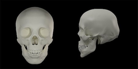 simsearch:400-05687204,k - 3d render of the Human Skull Photographie de stock - Aubaine LD & Abonnement, Code: 400-08889104