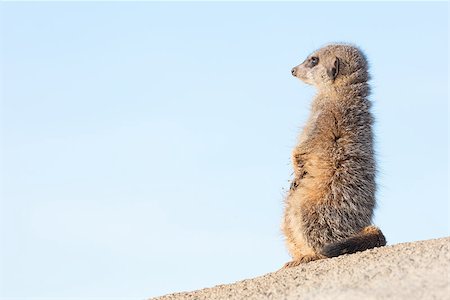 simsearch:400-05233768,k - Meerkat on guard duty, cute and furry Stock Photo - Budget Royalty-Free & Subscription, Code: 400-08889106