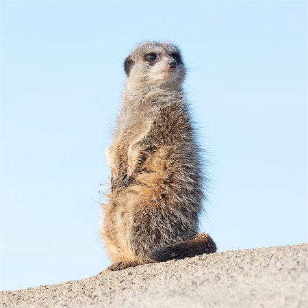 simsearch:400-05233768,k - Meerkat on guard duty, cute and furry Stock Photo - Budget Royalty-Free & Subscription, Code: 400-08889107