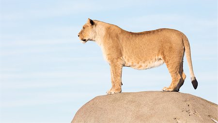 simsearch:400-07922590,k - Lioness watching from a rock - Scanning her surroundings Stockbilder - Microstock & Abonnement, Bildnummer: 400-08889108