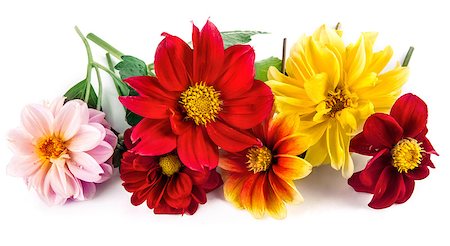 simsearch:400-05333490,k - Bunch bright red and yellow flowers with green leaf beautiful dahlia, isolated on white background Photographie de stock - Aubaine LD & Abonnement, Code: 400-08889129