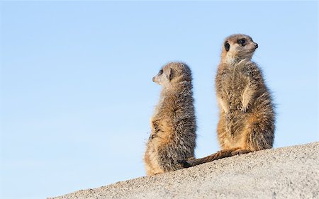 simsearch:400-05233768,k - Meerkat on guard duty, cute and furry Stock Photo - Budget Royalty-Free & Subscription, Code: 400-08889275