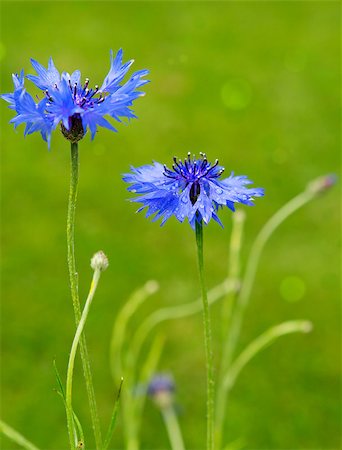 simsearch:400-06478338,k - Double blue cornflower isolated on green background . Stock Photo - Budget Royalty-Free & Subscription, Code: 400-08889350