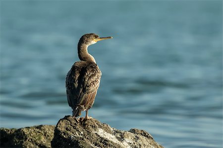 simsearch:400-07680375,k - A European Shag (Phalacrocorax aristotelis) sitting on a rock by the sea Stock Photo - Budget Royalty-Free & Subscription, Code: 400-08889563