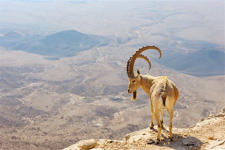 Makhtesh Ramon, mountain goat in the unique crater of Israel Stock Photo - Budget Royalty-Free & Subscription, Code: 400-08889689