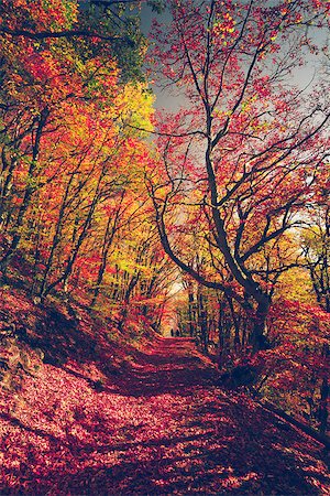 simsearch:877-08128144,k - Majestic colorful forest with sunny beams. Bright autumn leaves. Carpathians, Ukraine, Europe. Beauty world Photographie de stock - Aubaine LD & Abonnement, Code: 400-08889758