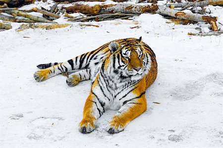 east siberia - Tiger on the road at winter day time. Photographie de stock - Aubaine LD & Abonnement, Code: 400-08889828