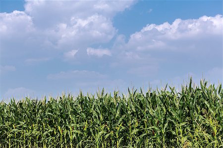 fogen (artist) - Cornfield with Clouds on Bright Summer Day Stockbilder - Microstock & Abonnement, Bildnummer: 400-08889966