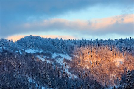 The islet of sunlight on tops of spruce trees on mountain slope in evening Carpathians (Skole Beskids, Lviv Oblast, Ukraine). Stock Photo - Budget Royalty-Free & Subscription, Code: 400-08889992
