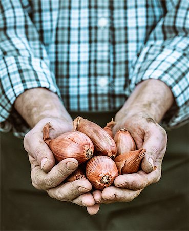 simsearch:400-08552542,k - Organic vegetables. Farmers hands with freshly harvested vegetables. Fresh organic onion Stock Photo - Budget Royalty-Free & Subscription, Code: 400-08898629