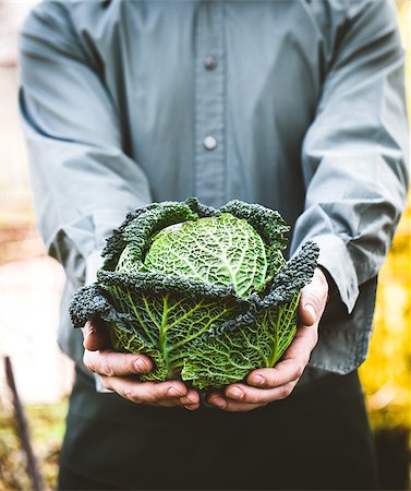 simsearch:400-08552542,k - Organic vegetables. Farmers hands with freshly harvested vegetables. Fresh organic kale. Stock Photo - Budget Royalty-Free & Subscription, Code: 400-08898644